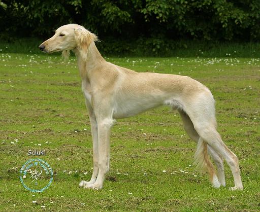 Saluki 8T075D-14.JPG